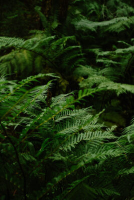 Original image of various fern leaves, it looks like the photo was taken in a forest. 